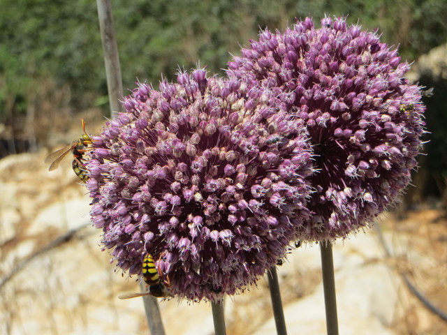 Flowers with bees
