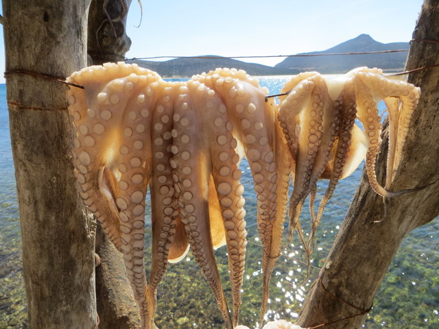 Drying octopus at Captain Pepino's Taverna, St. Giorgio, Antiparos Island