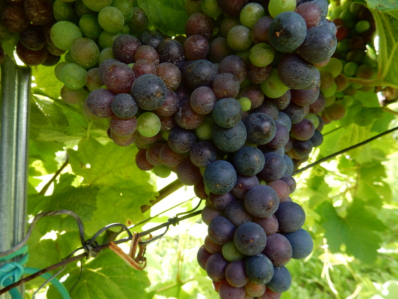 We walked among the vineyards above Vienna, sampling the grapes
