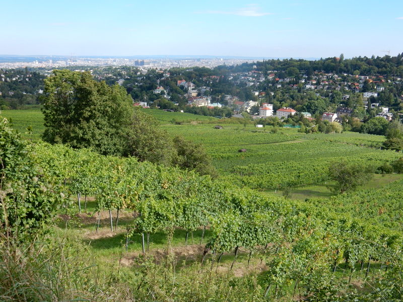 View of Vienna from the vineyards