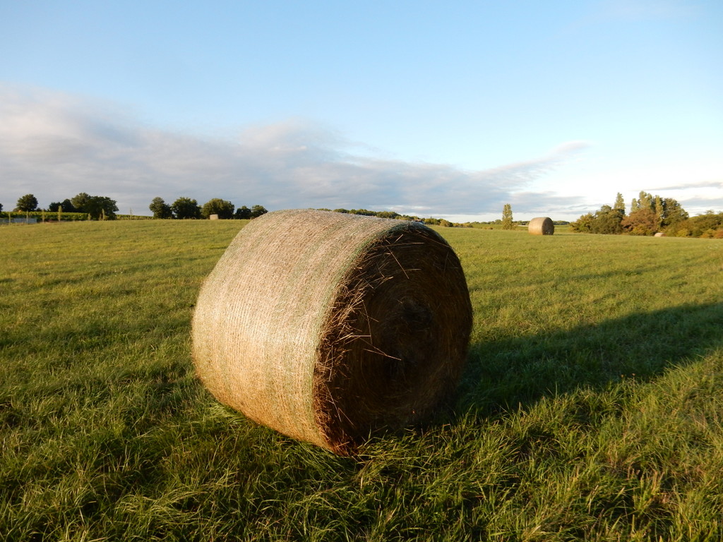 Rolled bales of hay  (Saint-Quentin-de-Caplong)