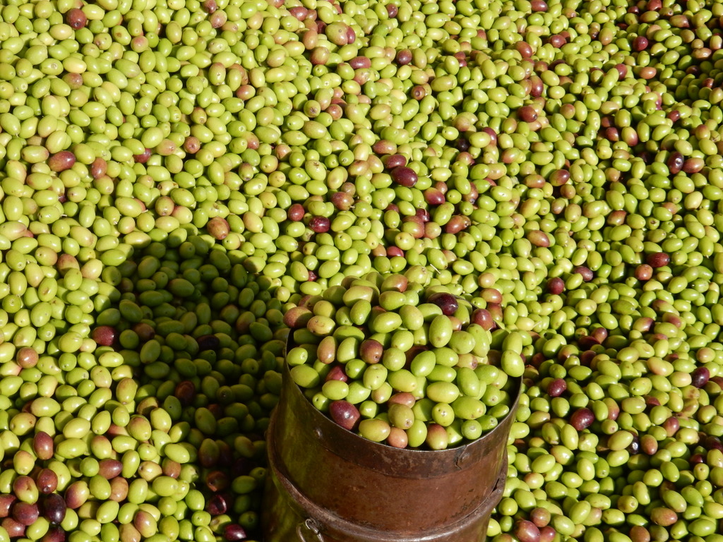 Olives are also harvested in the fall. Photo from the Kas market.