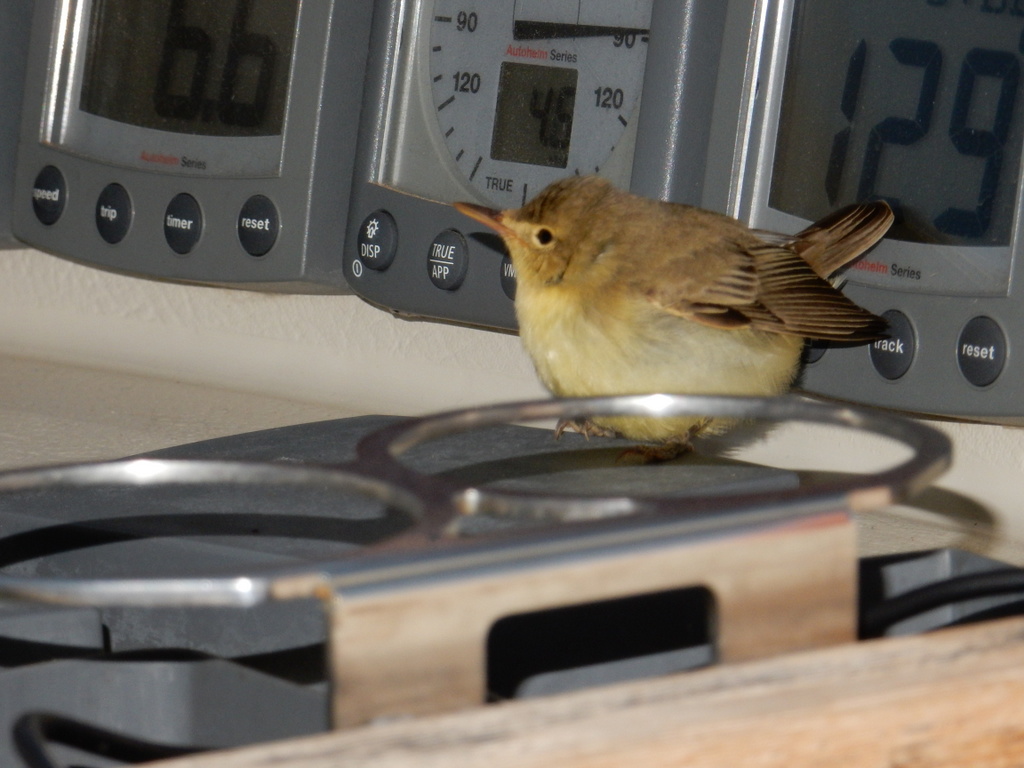 One of our bird passengers check out the instrument displays