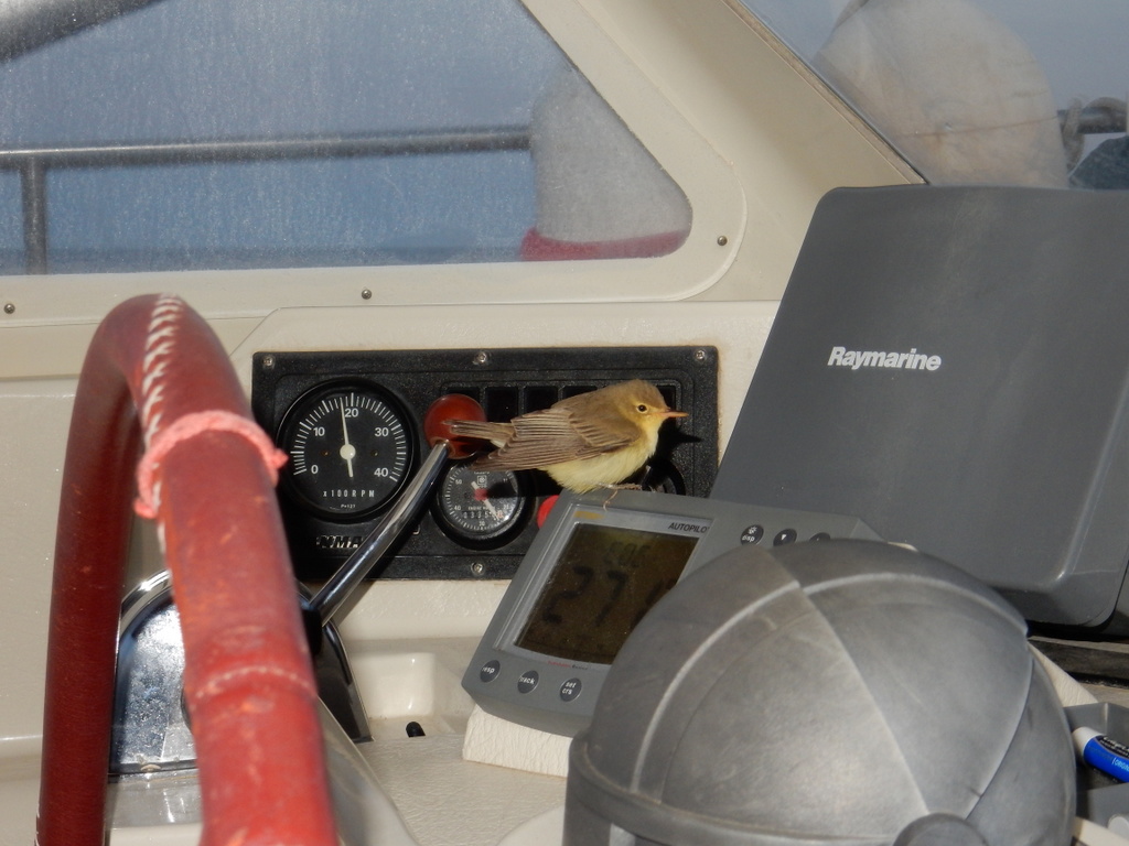 One of our bird passengers check out the instrument displays