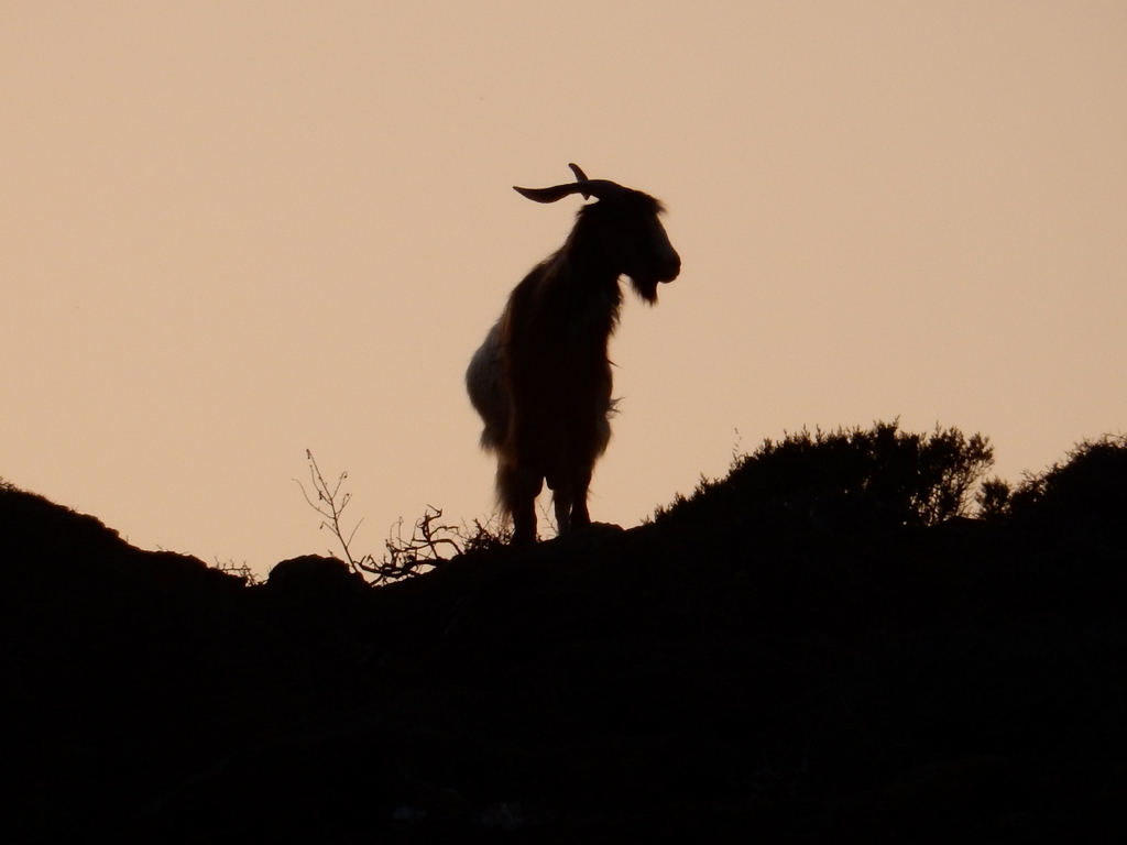 A short satyr appears at the ridge line after sunset in Malfatano