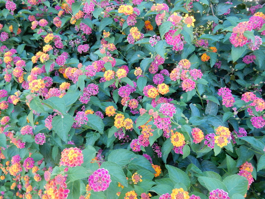 Flowers in the public garden, Cagliari