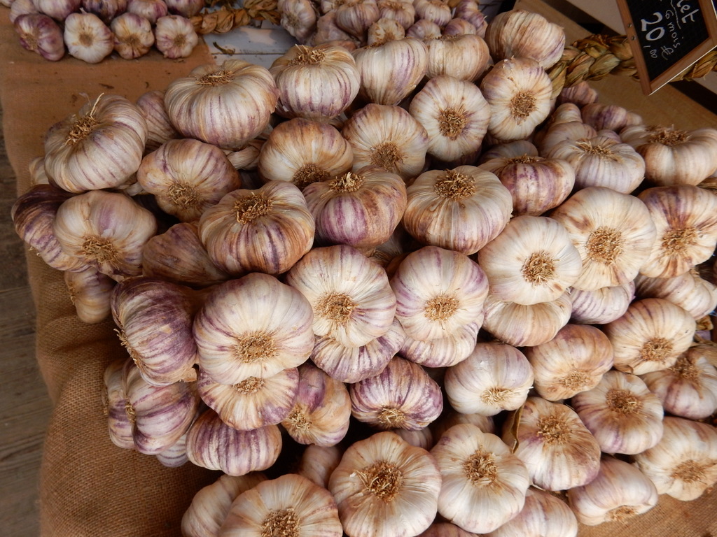 Ail (garlic) Violet, Porto Vecchio