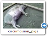 circumcision_pigs