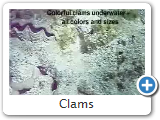 Clams