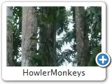 HowlerMonkeys