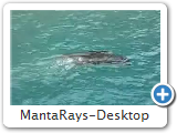 MantaRays-Desktop