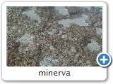 minerva